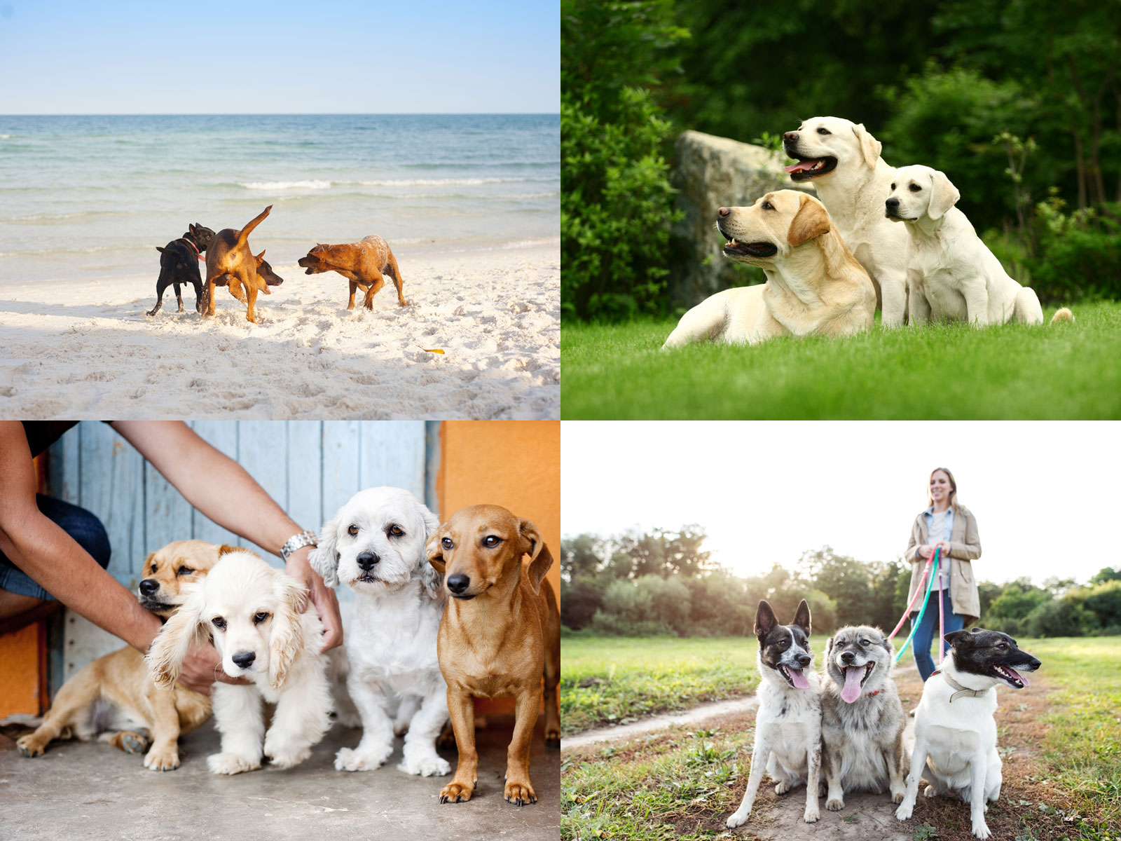 Range of project work from Doggo-a-Gogo